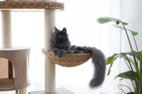 Banana Leaf Waxy macskafa - bézs, 104 cm