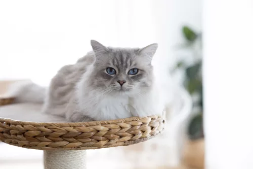 Banana Leaf Waxy macskafa - bézs, 104 cm