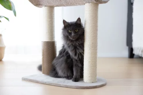 Ambiance macskafa - barna, 56 cm