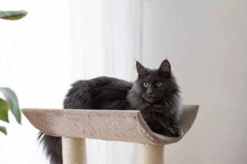 Ambiance macskafa - barna, 56 cm