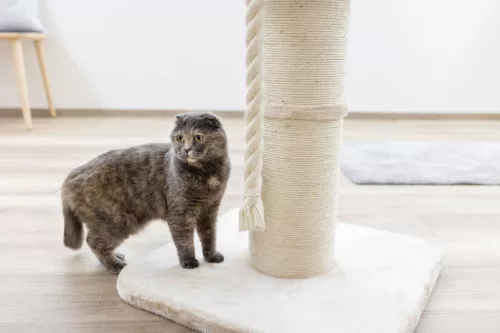 Toni macskafa XL - 58 x 58 x 92 cm