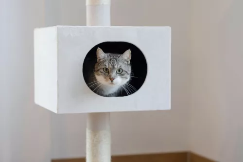 Ferdi macskafa - fehér, 240-260 cm