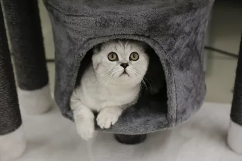 Jade Darklight macskafa - fehér / szürke, 70 x 35 x 96 cm