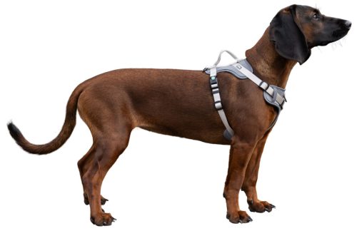 Fitty kutyahám - szürke, 20 mm x 38-62 cm