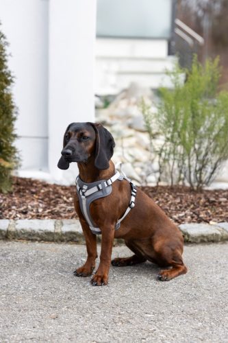 Fitty kutyahám - szürke, 20 mm x 38-62 cm