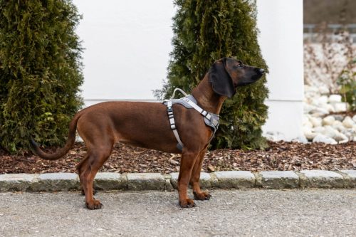 Fitty kutyahám - szürke, 20 mm x 38-62 cm