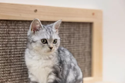 Timber macskaágy - barna, 58x32x89 cm