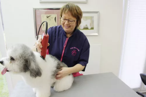 Aesculap Favorita SPEED kisállat nyírógép - 230 Volt (GT114)