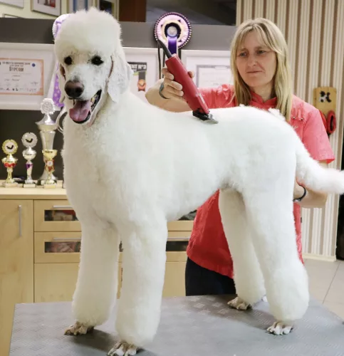 Aesculap Favorita SPEED kisállat nyírógép - 230 Volt (GT114)