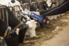 Aesculap Econom CL akkumulátoros nyírógép - 1 akkumulátorral