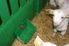 OK Plast malac etető - világoszöld, 0,9 liter, négyzet alakú lyukkal
