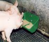 OK Plast malac etető - világoszöld, 0,9 liter, négyzet alakú lyukkal