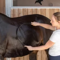 Tajtékvonók, vízlehúzók, szivacsok lovaknak