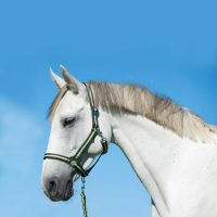 Kötőfékek és vezetőszárak