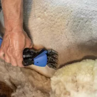 Juh és kecske ápolási eszközök