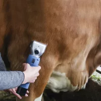 Szarvasmarha nyírógépek