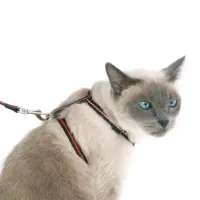 Macskahámok és pórázok