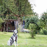 Kikötők kutyáknak