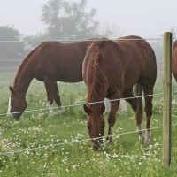 Profi villanypásztor vezetékek