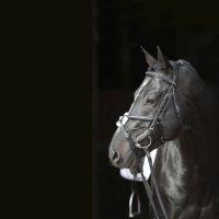 Kantár és tartozékai