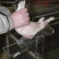 Sertés állategészségügy