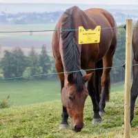 Villanypásztor vezetékek