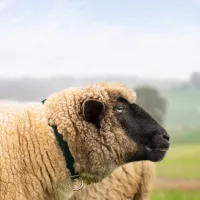 Juh és kecske állatjelölés