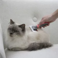 Kefe, fésű macskáknak