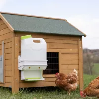 Baromfi etetés itatás