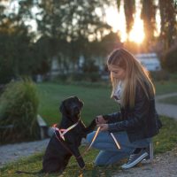 Nyakörvek és hámok kutyáknak