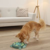 Kreatív játékok kutyáknak