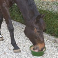 Takarmány és takarmánykiegészítők lovaknak