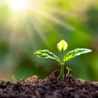 Növényvédő-, ápoló szerek