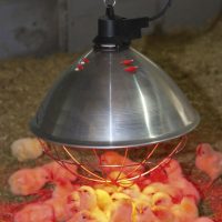 Baromfi tartástechnológiai eszközök