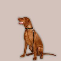 Bőr pórázok kutyáknak