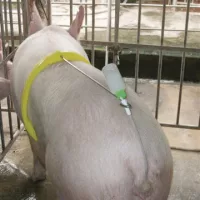 Sertés mesterséges termékenyítés