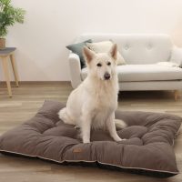 Fekhelyek kutyáknak