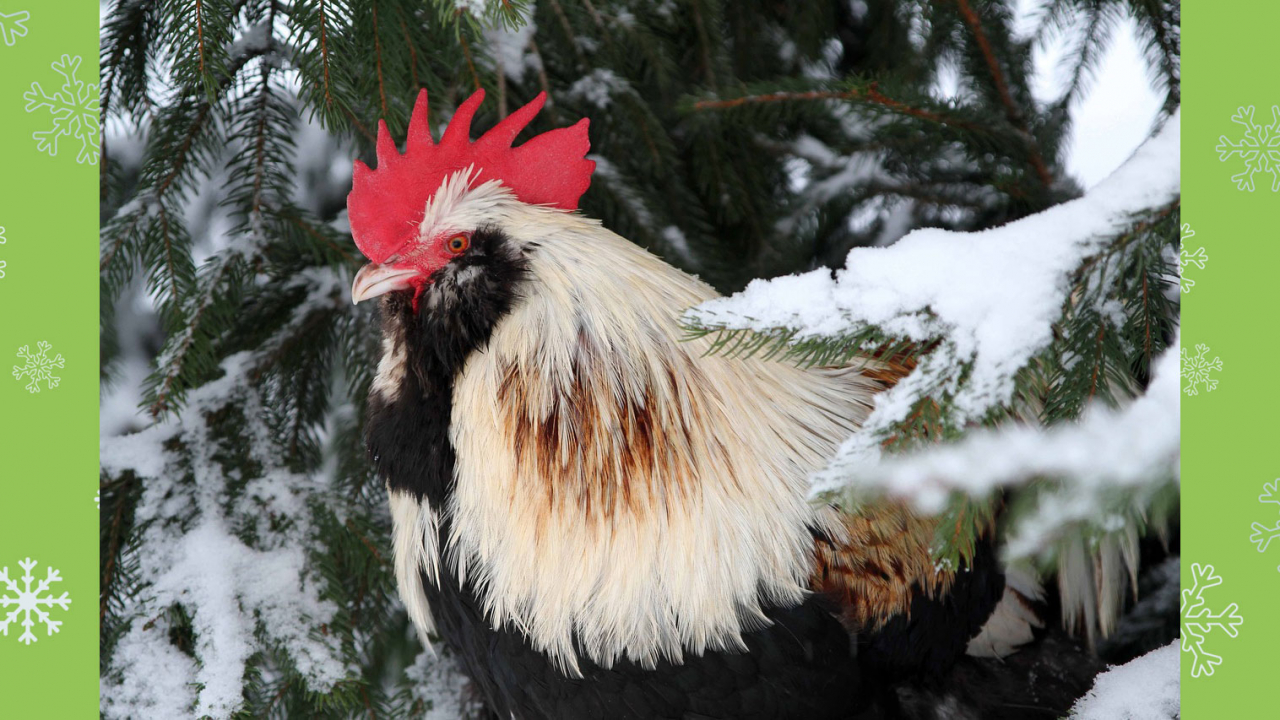 Hogyan gondoskodjunk csirkéinkről a tél folyamán?