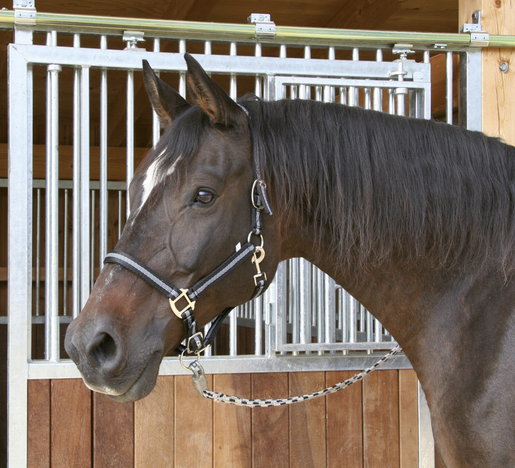 Covalliero Mustang kötőfék