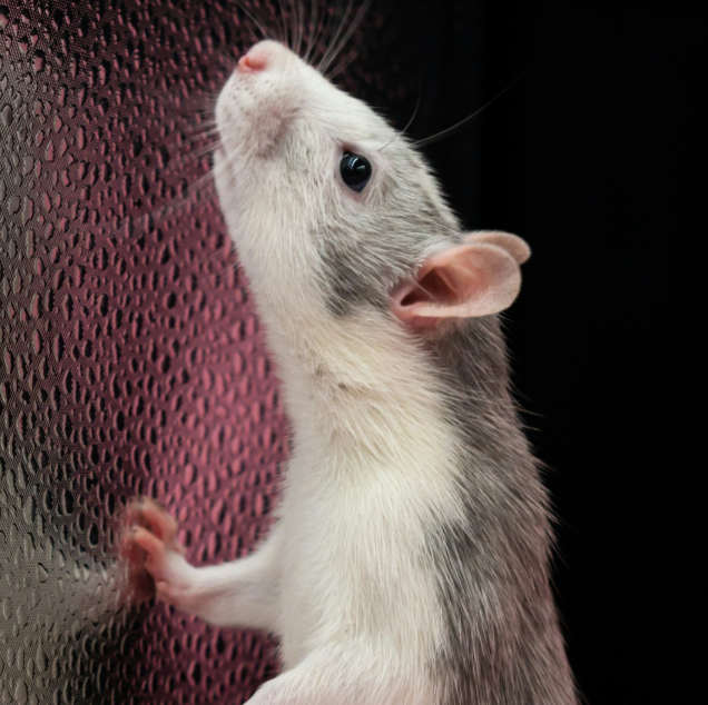 A rágcsálóirtás fontosságáról 